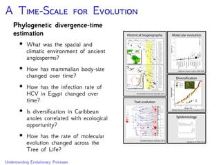A T -S E
Phylogenies with branch lengths proportional to time provide
more information about evolutionary history than unrooted
trees with branch lengths in units of substitutions/site.
0.03 substitutions/site
Time (My)
20 0
Oligocene Miocene
Plio
Pleis
(silhouette images from http://phylopic.org)
 