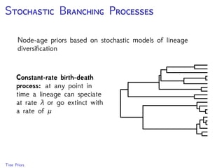 C D T
Fossils (or other data) are necessary to estimate absolute
node ages
There is no information in
the sequence data for
absolute time
Uncertainty in the
placement of fossils
A B C
20%
10%
10%
10%
200 My
400 My
 