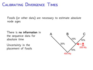 P D C N
Common practice in Bayesian divergence-time estimation:
Parametric distributions are
typically o -set by the age
of the oldest fossil assigned
to a clade
These prior densities do not
(necessarily) require
speciﬁcation of maximum
bounds
Uniform (min, max)
Exponential (λ)
Gamma (α, β)
Log Normal (µ, σ2)
Time (My)Minimum age
Calibrating Divergence Times
 