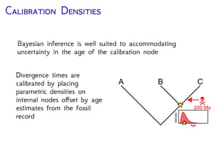 P D C N
Describe the waiting time
between the divergence
event and the age of the
oldest fossil
Minimum age
Time (My)
Calibrating Divergence Times
 