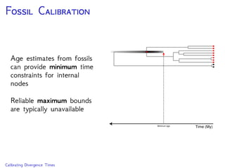 P D C N
Uncertainty in the age of
the MRCA of the clade
relative to the age of the
fossil may be better
captured by vague prior
densities
Minimum age
Exponential (λ)
Time (My)
Calibrating Divergence Times
 