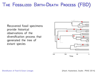 M T O T
Stadler (2010) introduced a generating model for a serially
sampled time tree — this is the fossilized birth-death process.
(Stadler. Journal of Theoretical Biology 2010)
 