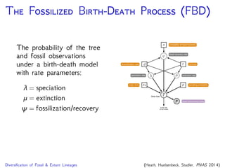 P FBD
We re-parameterize the model so that we are directly
estimating the diversiﬁcation rate, turnonver and fossil
sampling proportion
T
F
µ
d r
s
time tree
⇢x0origin time sampling probability
fossil occurrence times
fossil recovery rate
speciation rate extinction rate
diversiﬁcation rate turnover
fossil sampling proportion
=
d
1 r
=
rd
1 r
=
s
1 s
rd
1 r
 
