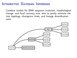 T F B -D P (FBD)
The occurrence time of the
fossil indicates an
observation of the
birth-death process before
the present
0250 50100150200
Time (My)
Diversiﬁcation of Fossil & Extant Lineages (Heath, Huelsenbeck, Stadler. PNAS 2014)
 