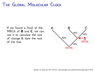 T G M C
If we found a fossil of the
MRCA of B and C, we can
use it to calculate the rate
of change & date the root
of the tree
A B C
20%
10%
10%
10%
200 My
400 My
(Based on slides by Je Thorne; http://statgen.ncsu.edu/thorne/compmolevo.html)
 