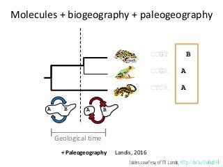 S A
Sampled lineages with sampled descendants
150 100 50 0
Time
There is a non-zero probability of sampling
ancestor-descendant relationships from the fossil record
 