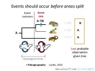 S A
Complete FBD Tree Reconstructed FBD Tree
Because fossils & living taxa are assumed to come from a
single diversiﬁcation process, there is a non-zero probability
of sampled ancestors
 