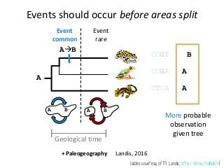 S A
Complete FBD Tree No Sampled Ancestor Tree
If all fossils are forced to be on separate lineages, this
induces additional speciation events and will, in turn,
inﬂuence rate & node-age estimates.
 
