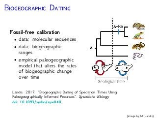 M M C C
The Lewis Mkv model
Accounts for the ascertainment
bias in morphological datasets
by conditioning the likelihood
on the fact that invariant
characters are not sampled
Q =
2
6
6
6
4
1 k 1 ... 1
... 1 k ... 1
...
... ... ...
1 1 ... 1 k
3
7
7
7
5
2
2
2
2
2
2
2
1
1
1
1
1
1
1
T1
T2
T3
T4
T5
T6
T7
0
0
0
0
0
0
0
0
0
1
2
2
1
1
(Lewis. Systematic Biology 2001)
 