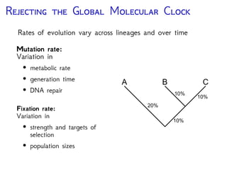 R G M C
Rates of evolution vary across lineages and over time
Mutation rate:
Variation in
• metabolic rate
• generation time
• DNA repair
Fixation rate:
Variation in
• strength and targets of
selection
• population sizes
10%
400 My
200 My
A B C
20%
10%
10%
 