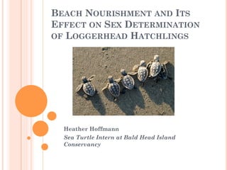 BEACH NOURISHMENT AND ITS
EFFECT ON SEX DETERMINATION
OF LOGGERHEAD HATCHLINGS
Heather Hoffmann
Sea Turtle Intern at Bald Head Island
Conservancy
 