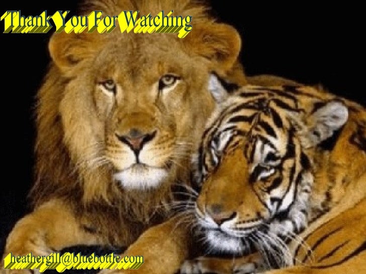 Heathers Animated Animals 01