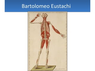 Bartolomeo Eustachi   