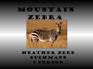 Mountain Zebra   Heather Zeeb Buchmann 5 Period 