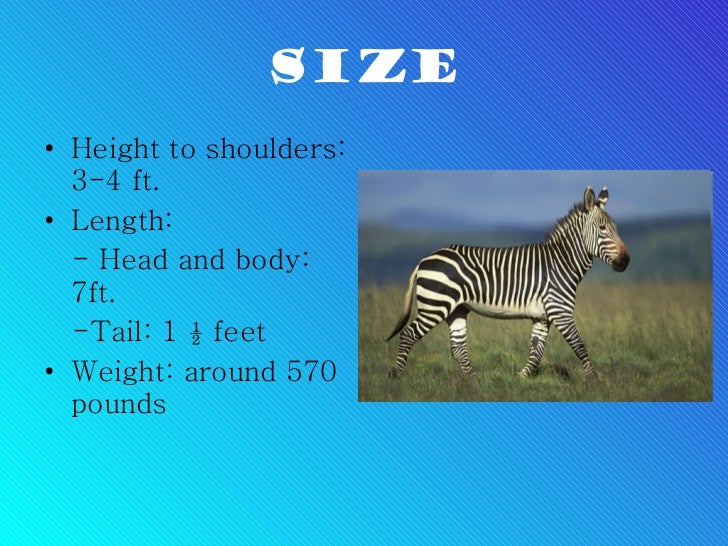 Heather zeeb; mountain zebra fith period