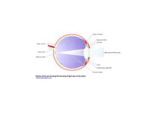 How We See 
In the eye, refraction occurs when light passes 
from the air to the cornea, from the cornea to 
the aqueous humor, from the aqueous humor to 
the lens and from the lens to the vitreous 
humor. Light spreading out from one point on an 
object can therefore be focused on a particular 
point on the retina. 
 