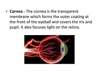 The wavelengths can be detected by the light-sensitive 
cells called rods and cones present in 
the eye. 
 