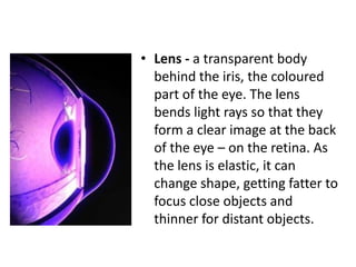 Retina - is the light-sensitive inner lining of the 
back of the eye. Rays of light enter the eye and 
are focused on the retina by the cornea and 
lens. The retina produces an image which is sent 
along the optic nerve for the brain to interpret. 
 