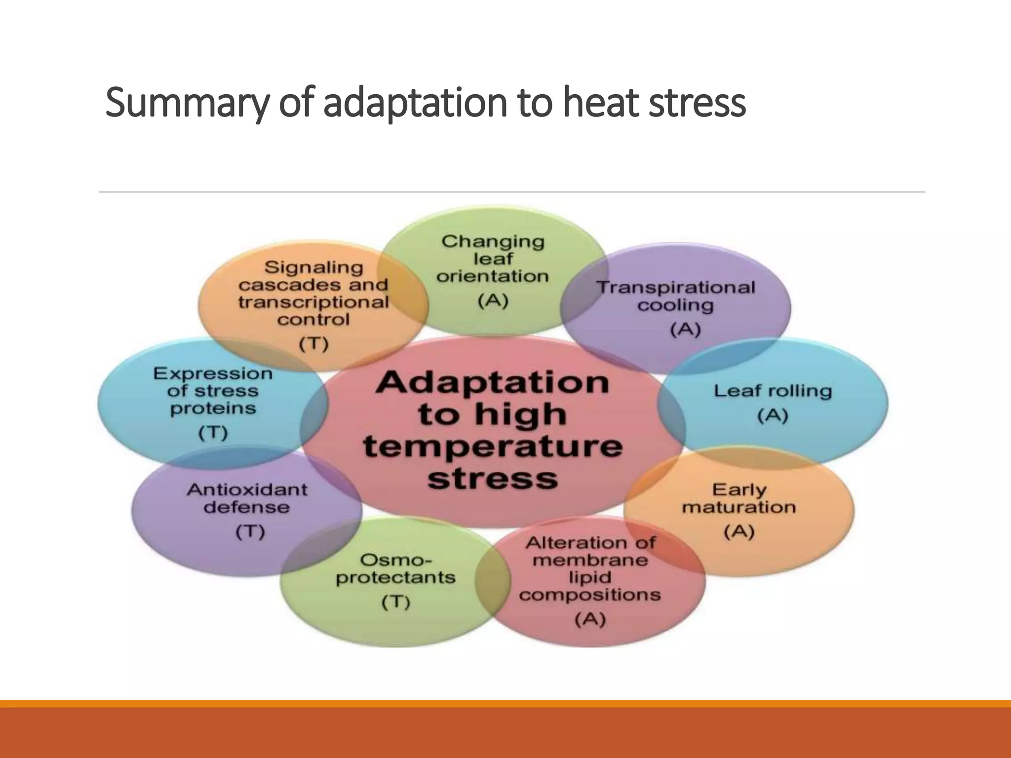 Summary of adaptation to heat stress
 