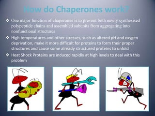 How do Chaperones work?
 One major function of chaperones is to prevent both newly synthesised
polypeptide chains and assembled subunits from aggregating into
nonfunctional structures
 High temperatures and other stresses, such as altered pH and oxygen
deprivation, make it more difficult for proteins to form their proper
structures and cause some already structured proteins to unfold
 Heat Shock Proteins are induced rapidly at high levels to deal with this
problem
 