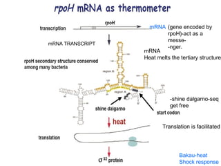 10Bakau-heat
Shock response
mRNA
Heat melts the tertiary structure
-shine dalgarno-seq
get free
Translation is facilitated
(gene encoded by
rpoH)-act as a
messe-
-nger.
mRNA TRANSCRIPT
mRNA
 
