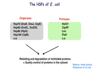 12
Bakau- heat shock
Reponse in E.coli
 