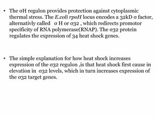 13
• The σH regulon provides protection against cytoplasmic
thermal stress. The E.coli rpoH locus encodes a 32kD σ factor,
alternativly called σ H or σ32 , which redirects promotor
specificity of RNA polymerase(RNAP). The σ32 protein
regulates the expression of 34 heat shock genes.
• The simple explanation for how heat shock increases
expression of the σ32 regulon ,is that heat shock first cause in
elevation in σ32 levels, which in turn increases expression of
the σ32 target genes.
 