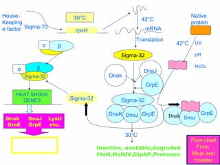 15
Sigma-70
rpoH
42°C
Sigma-32
DnaJ
GrpE
Dnak
Sigma-32
GrpEDnaK DnaJ
30°C
Inactive, unstable,degraded
FtsH,HsIUV,ClpAP,Protease
mRNA
Translation
Sigma-32
βα
βα
Sigma-32
HEAT SHOCK
GENES
30°C
Dnak DnaJ LysU
GroE GrpE etc.
CHAPRONINE
FUNCTIONS
Native
protein
UV
pH
H2O2
Dnak DnaJ
GrpE
COMPLEX
Unfolded
protein
42°C
Flow chart
From
Moat and
froaster
House-
Keeping
σ factor
 