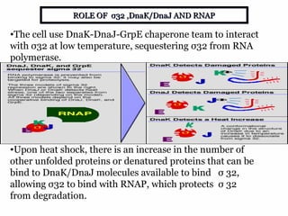 18
•The cell use DnaK-DnaJ-GrpE chaperone team to interact
with σ32 at low temperature, sequestering σ32 from RNA
polymerase.
•Upon heat shock, there is an increase in the number of
other unfolded proteins or denatured proteins that can be
bind to DnaK/DnaJ molecules available to bind σ 32,
allowing σ32 to bind with RNAP, which protects σ 32
from degradation.
ROLE OF σ32 ,DnaK/DnaJ AND RNAPROLE OF σ32 ,DnaK/DnaJ AND RNAP
Pic-sciencedirect.com
 
