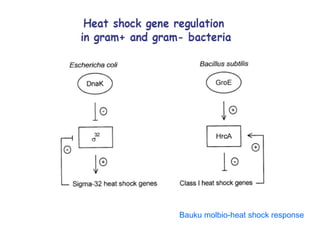 21
Bauku molbio-heat shock response
 