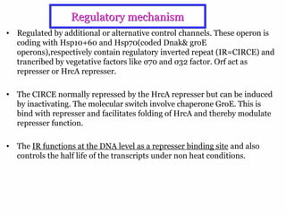 23
Regulatory mechanismRegulatory mechanism
• Regulated by additional or alternative control channels. These operon is
coding with Hsp10+60 and Hsp70(coded Dnak& groE
operons),respectively contain regulatory inverted repeat (IR=CIRCE) and
trancribed by vegetative factors like σ70 and σ32 factor. Orf act as
represser or HrcA represser.
• The CIRCE normally repressed by the HrcA represser but can be induced
by inactivating. The molecular switch involve chaperone GroE. This is
bind with represser and facilitates folding of HrcA and thereby modulate
represser function.
• The IR functions at the DNA level as a represser binding site and also
controls the half life of the transcripts under non heat conditions.
 