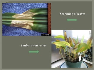 Sunburns on leaves
 
