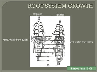 Irrigated Rainfed
>50% water from 60cm
> 50% water from 90cm
Farooq et al. 2009
 