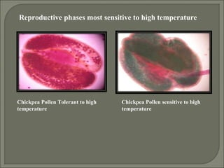 Reproductive phases most sensitive to high temperature
Chickpea Pollen sensitive to high
temperature
Chickpea Pollen Tolerant to high
temperature
 