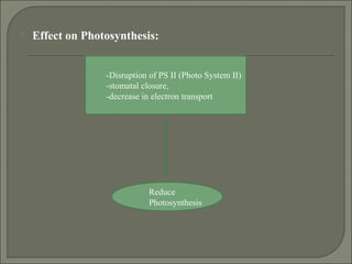  Effect on Photosynthesis:
-Disruption of PS II (Photo System II)
-stomatal closure,
-decrease in electron transport
Reduce
Photosynthesis
 