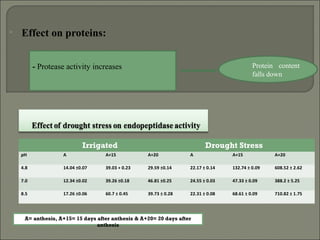 • Effect on proteins:
- Protease activity increases Protein content
falls down
Irrigated Drought Stress
pH A A+15 A+20 A A+15 A+20
4.8 14.04 ±0.07 39.03 + 0.23 29.59 ±0.14 22.17 ± 0.14 132.74 ± 0.09 608.52 ± 2.62
7.0 12.34 ±0.02 39.26 ±0.18 46.81 ±0.25 24.55 ± 0.03 47.33 ± 0.09 388.2 ± 5.25
8.5 17.26 ±0.06 60.7 ± 0.45 39.73 ± 0.28 22.31 ± 0.08 68.61 ± 0.09 710.82 ± 1.75
A= anthesis, A+15= 15 days after anthesis & A+20= 20 days after
anthesis
 