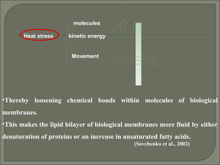 Heat stress kinetic energy
•Thereby loosening chemical bonds within molecules of biological
membranes.
•This makes the lipid bilayer of biological membranes more fluid by either
denaturation of proteins or an increase in unsaturated fatty acids.
(Savchenko et al., 2002)
Movement
molecules
 