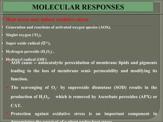 Heat stress may induce oxidative stress
• Generation and reactions of activated oxygen species (AOS),
• Singlet oxygen (1
O2),
• Super oxide radical (O 2-
),
• Hydrogen peroxide (H2O2) ,
• Hydroxyl radical (OH-
)
 AOS cause -- autocatalytic peroxidation of membrane lipids and pigments
leading to the loss of membrane semi- permeability and modifying its
function.
 The scavenging of O2
.-
by superoxide dismutase (SOD) results in the
production of H2O2, which is removed by Ascorbate peroxides (APX) or
CAT.
 Protection against oxidative stress is an important component in
MOLECULAR RESPONSES
 