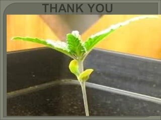 Heat stress 06-11-2015