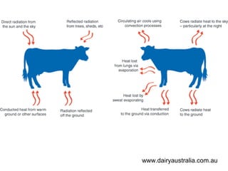 www.dairyaustralia.com.au
 