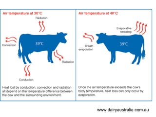 www.dairyaustralia.com.au
 