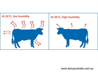 www.dairyaustralia.com.au
 