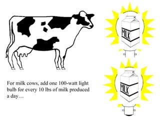 For milk cows, add one 100-watt light
bulb for every 10 lbs of milk produced
a day…
 