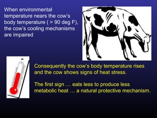 When environmental
temperature nears the cow’s
body temperature ( > 90 deg F),
the cow’s cooling mechanisms
are impaired
Consequently the cow’s body temperature rises
and the cow shows signs of heat stress.
The first sign … eats less to produce less
metabolic heat … a natural protective mechanism.
 