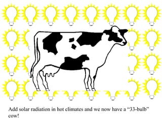 Add solar radiation in hot climates and we now have a “33-bulb”
cow!
 
