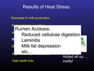 Decrease in milk production
Reduced body condition
Acute health problems
Significant drop in pregnancy rate
High incidence of abortions
High death loss
Added all up …
costly!
Results of Heat Stress
Rumen acidosis
Rumen Acidosis:
Reduced cellulose digestion
Laminitis
Milk fat depression
etc…
 
