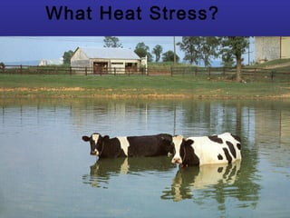 What Heat Stress?
 