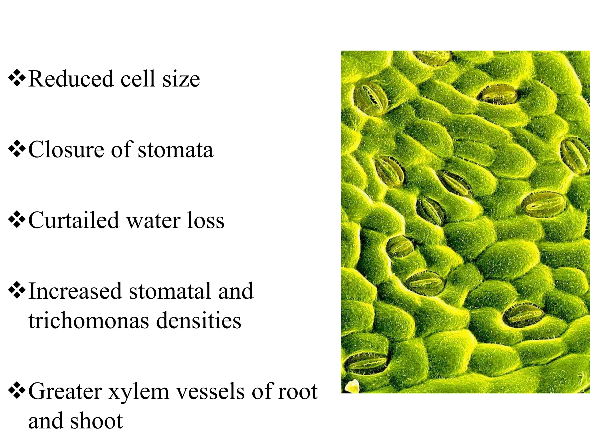 Mechanism of heat stress response in plants | PPTX