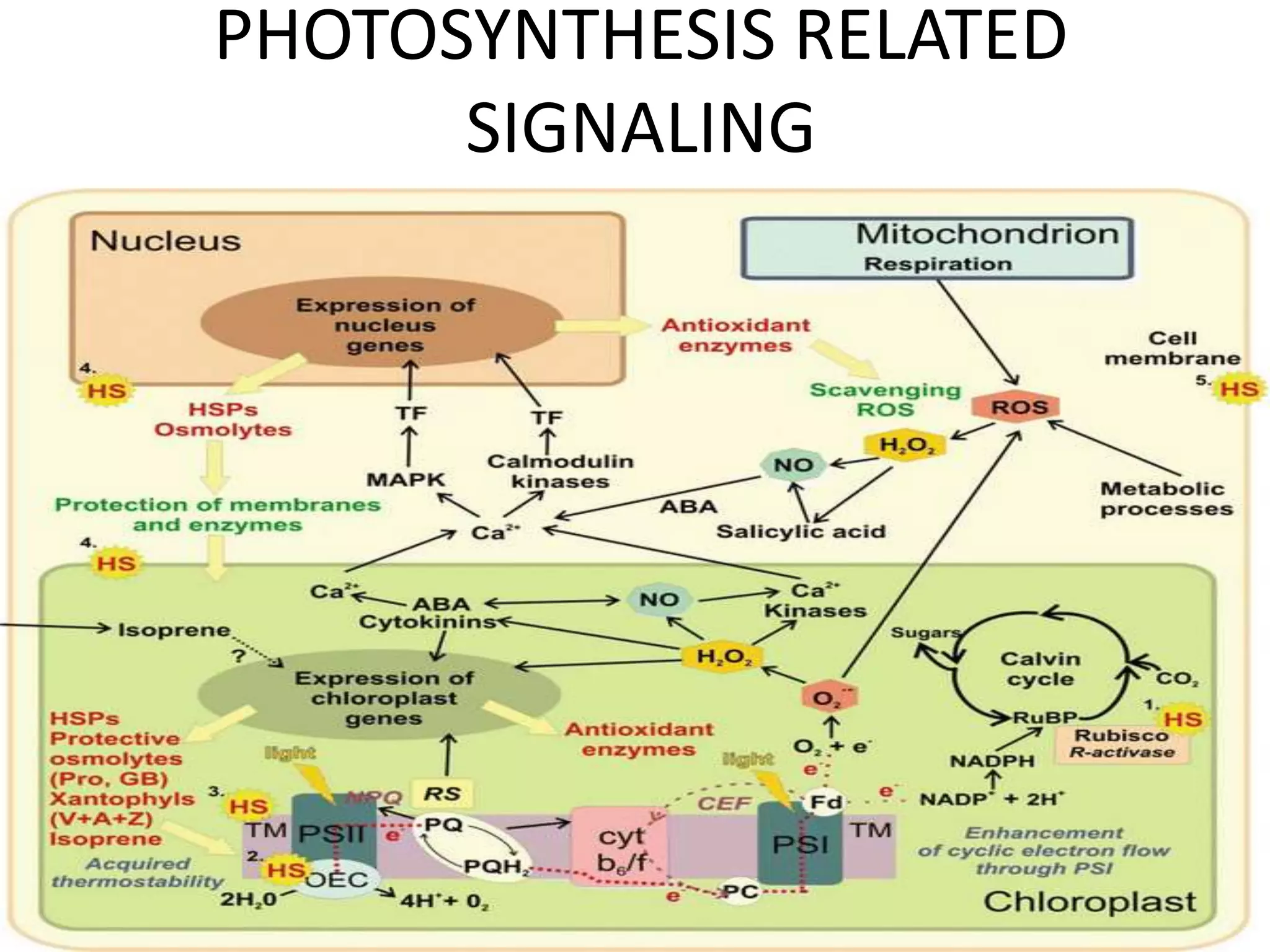 Mechanism of heat stress response in plants | PPTX