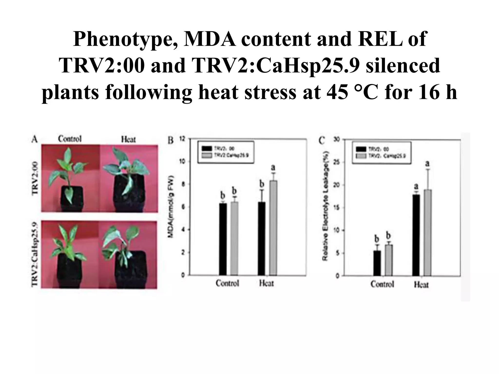 Mechanism of heat stress response in plants | PPTX